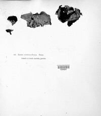 Auricularia auricula-judae image